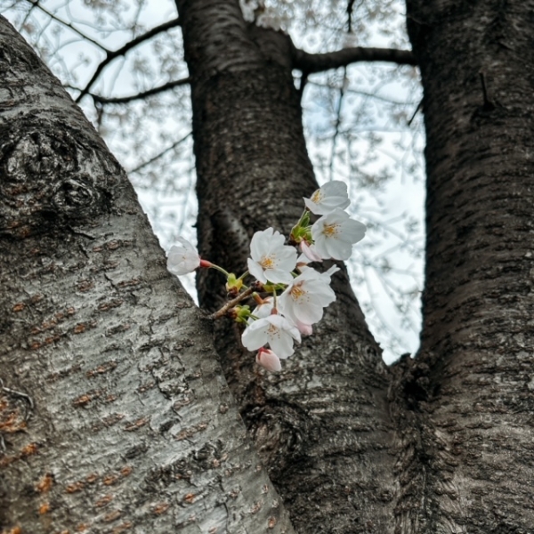 桜が本当に満開！&#...写真